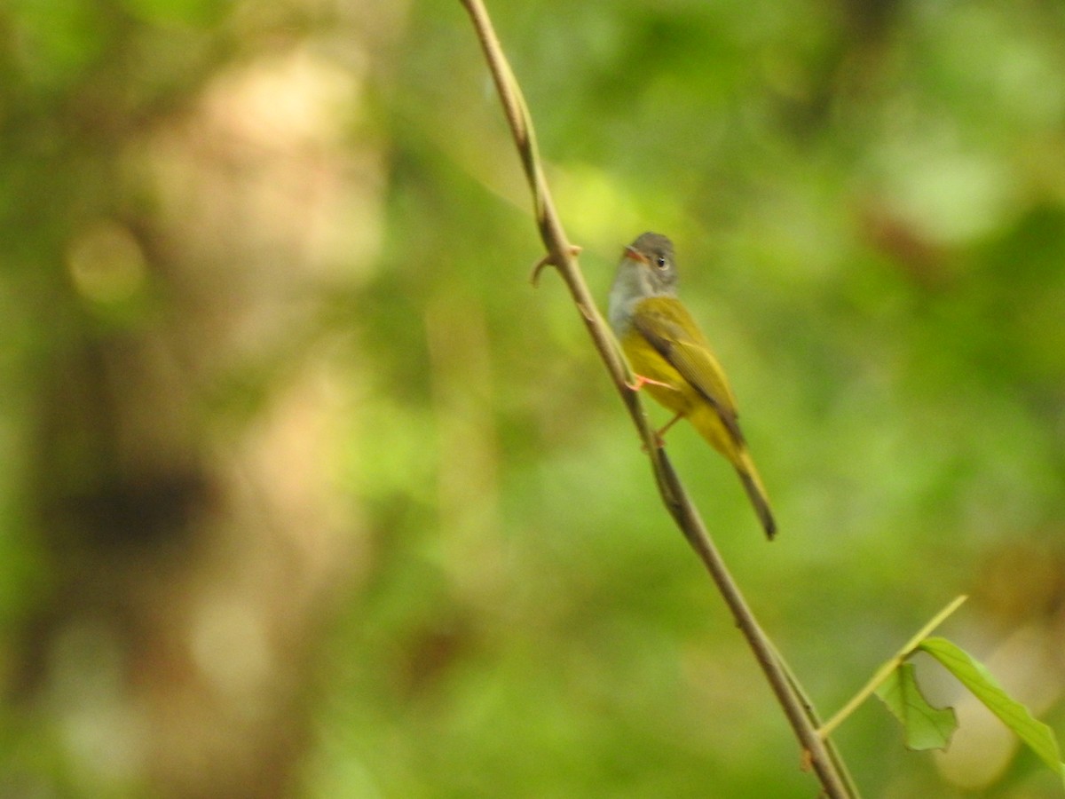 Gray-headed Canary-Flycatcher - ML620251966