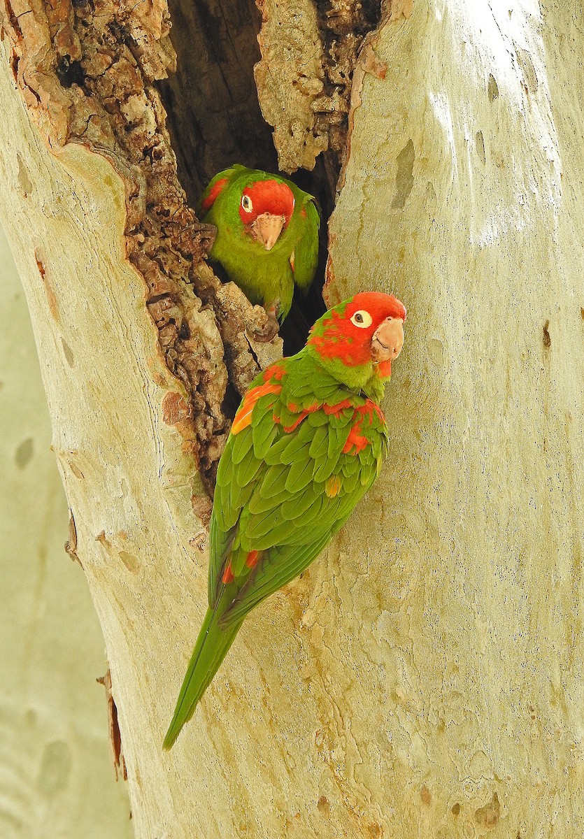 Red-masked Parakeet - ML620251970