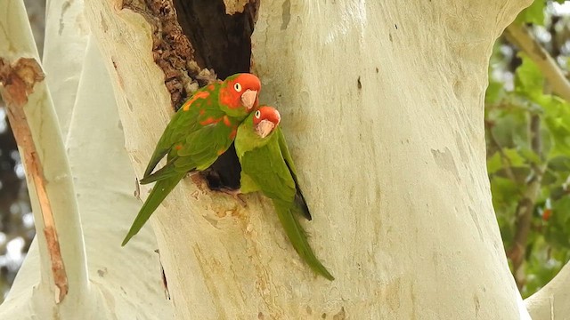 Red-masked Parakeet - ML620251972