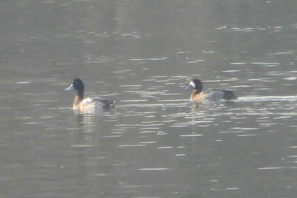 Greater Scaup - ML620251993