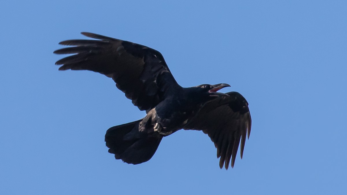 Common Raven - ML620251995