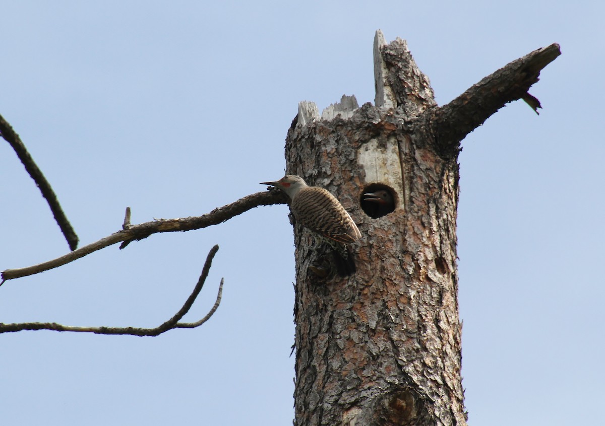 Northern Flicker (Red-shafted) - ML620251999