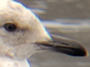 Iceland Gull (Thayer's) - David Bailey