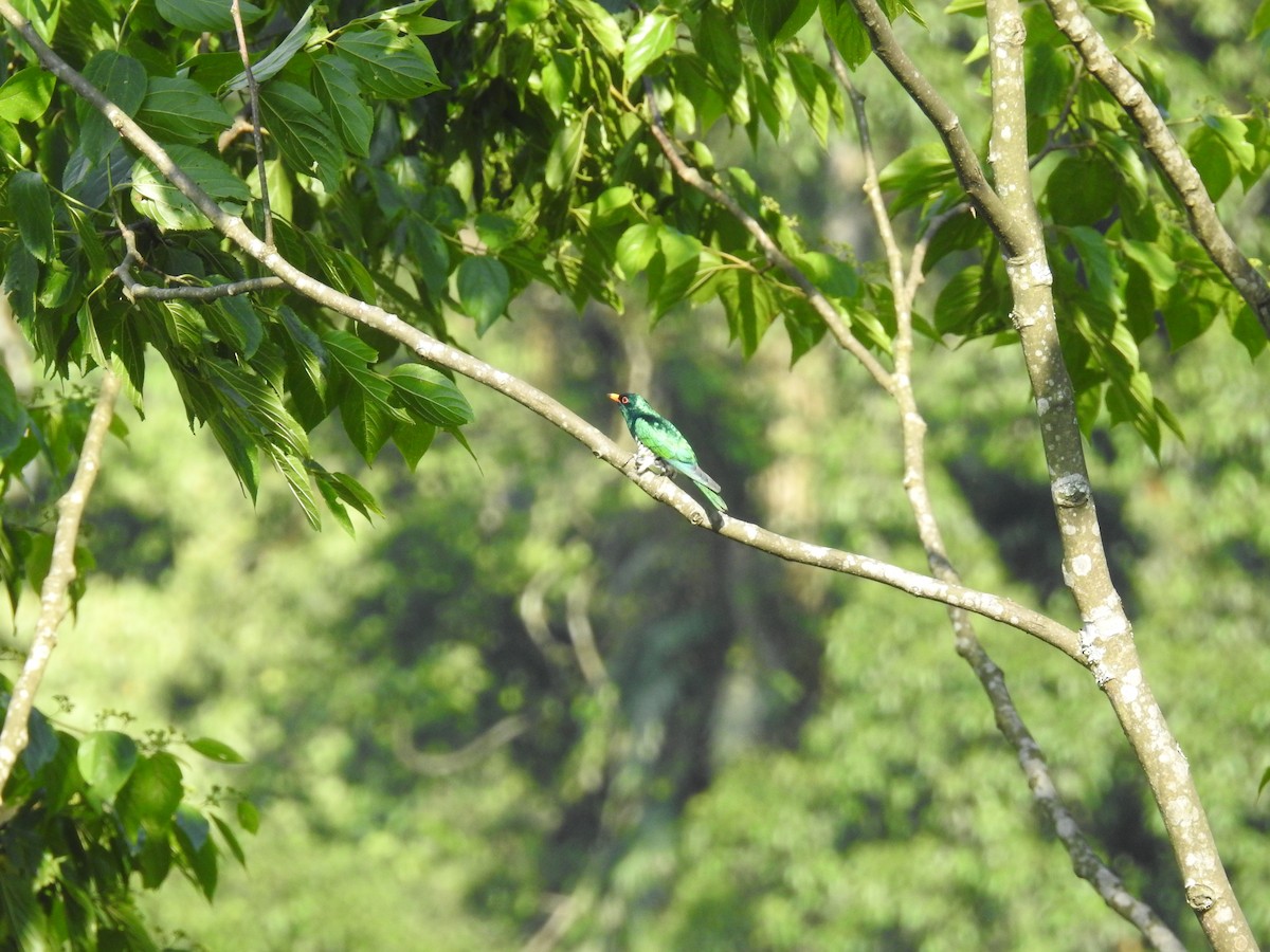 Asian Emerald Cuckoo - ML620252026