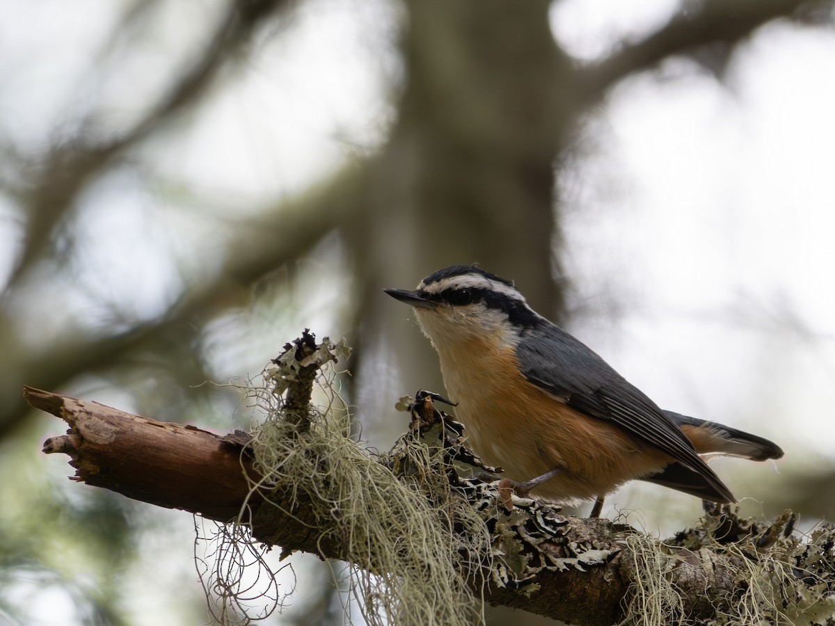 Red-breasted Nuthatch - ML620252030