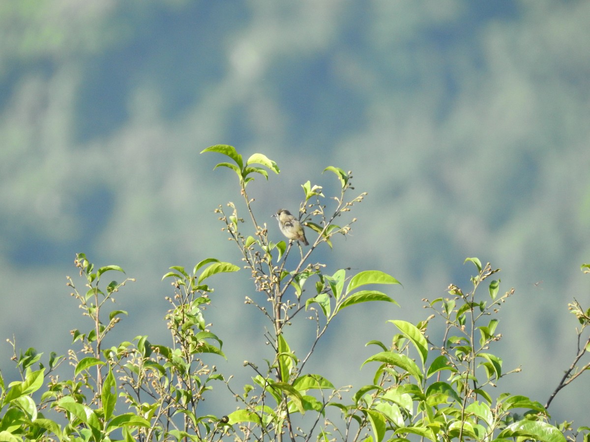 Plain Flowerpecker - ML620252033