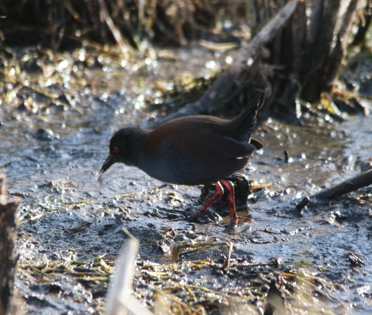 Südsee-Sumpfhuhn - ML620252036