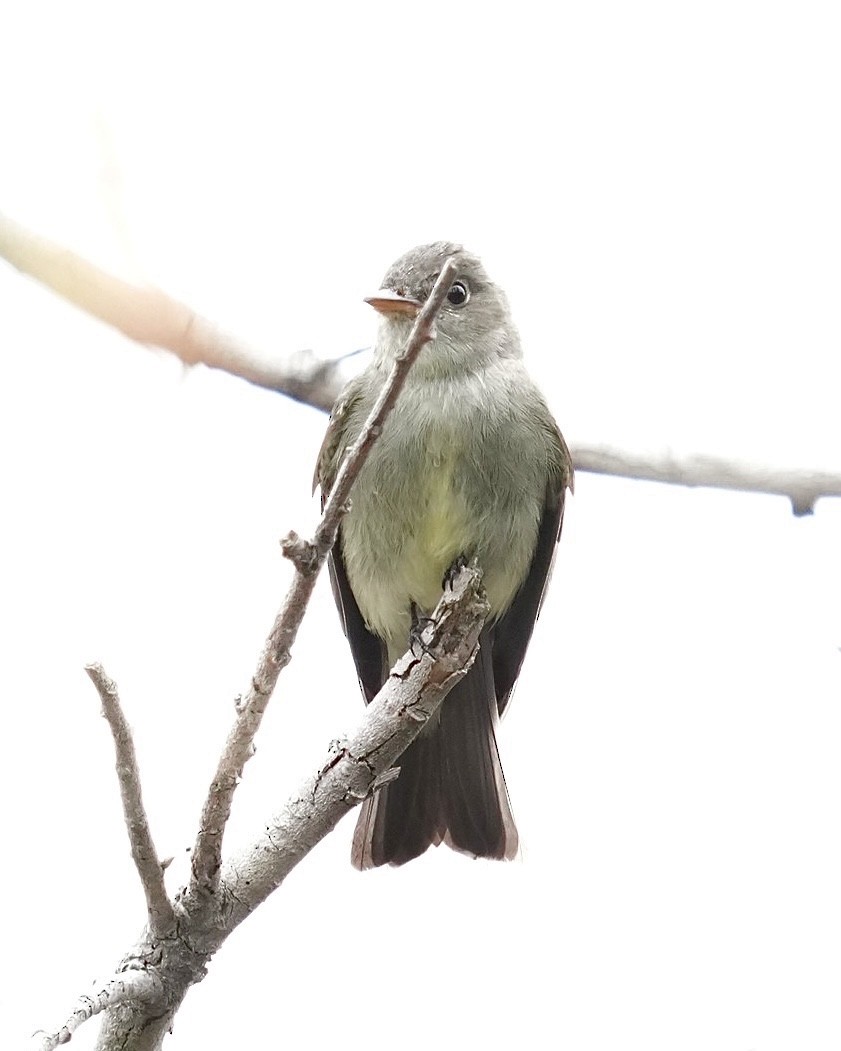 Eastern Wood-Pewee - ML620252037