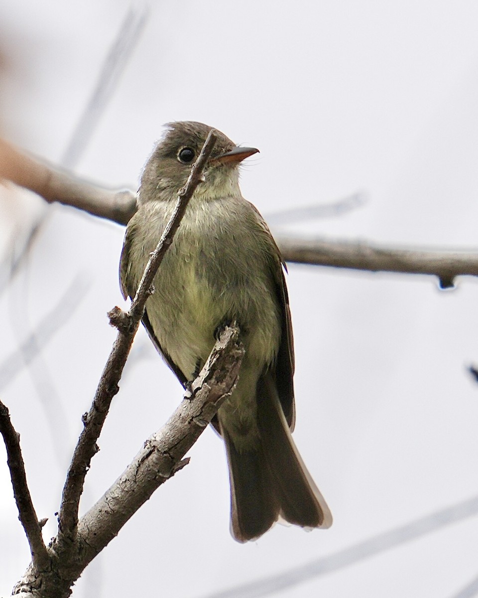 Eastern Wood-Pewee - ML620252038