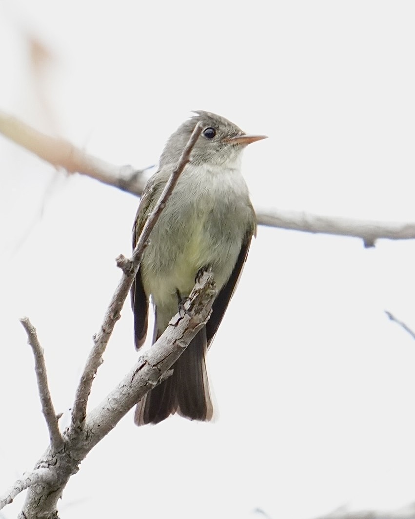 Eastern Wood-Pewee - ML620252039