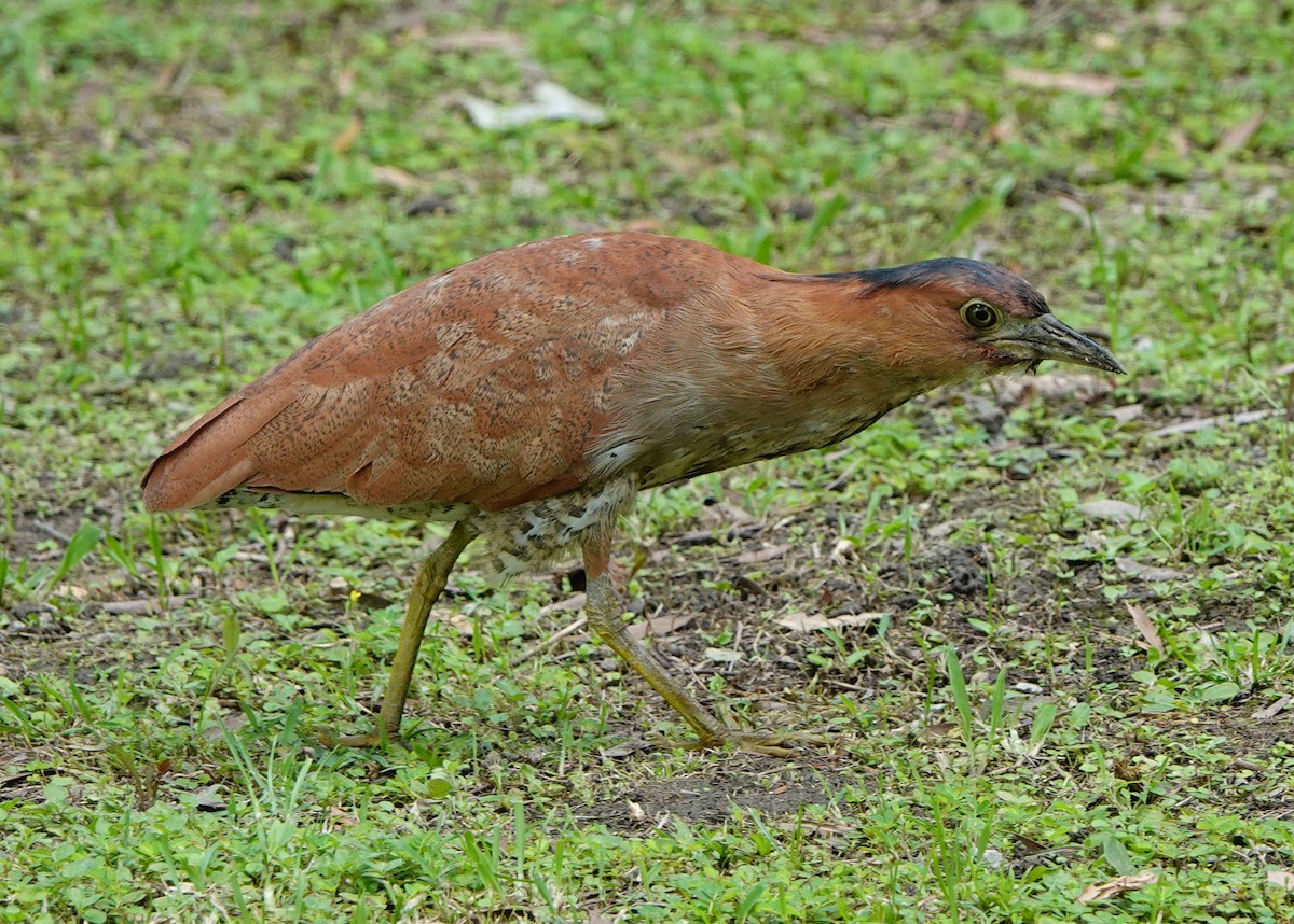 Malayan Night Heron - ML620252040