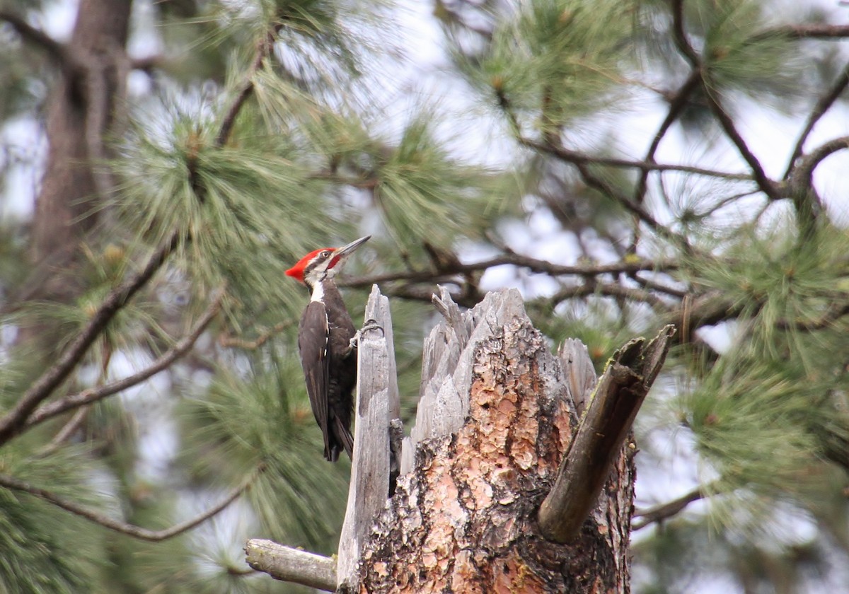 Pileated Woodpecker - ML620252045