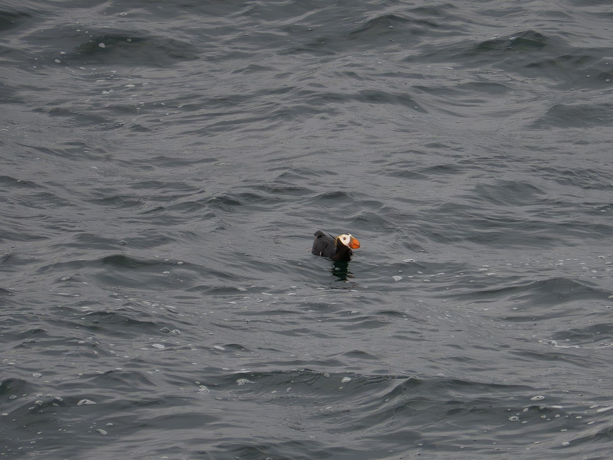 Tufted Puffin - ML620252048