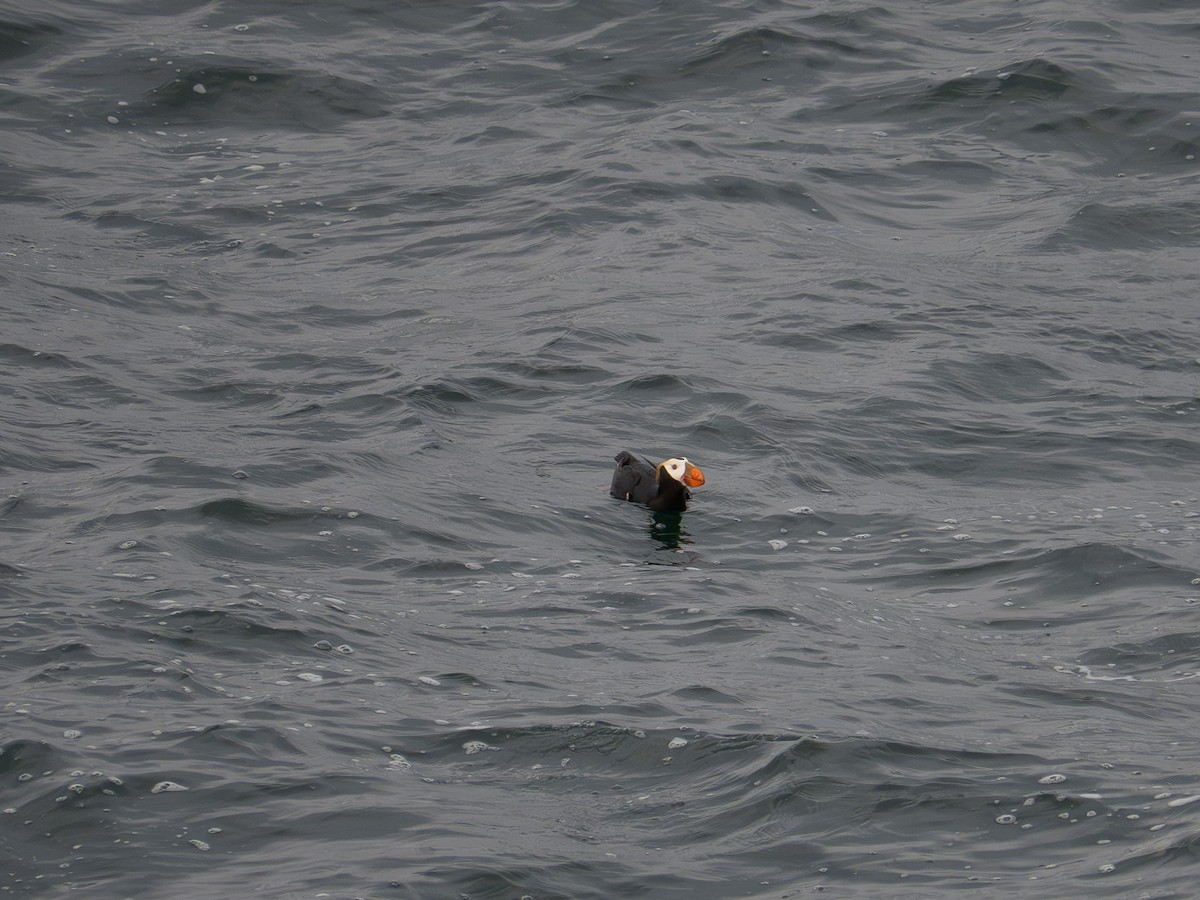 Tufted Puffin - varun tipnis