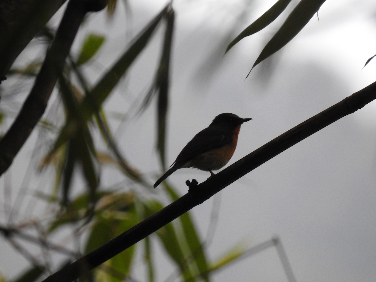 Hill Blue Flycatcher - ML620252049