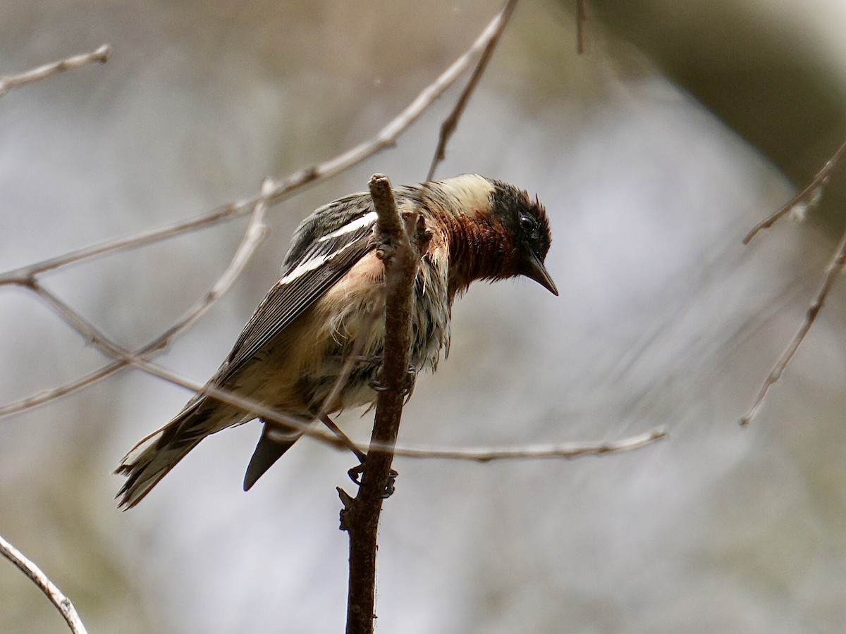 Braunkehl-Waldsänger - ML620252050