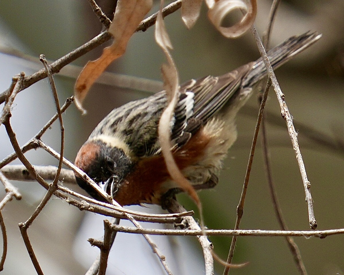 Braunkehl-Waldsänger - ML620252051