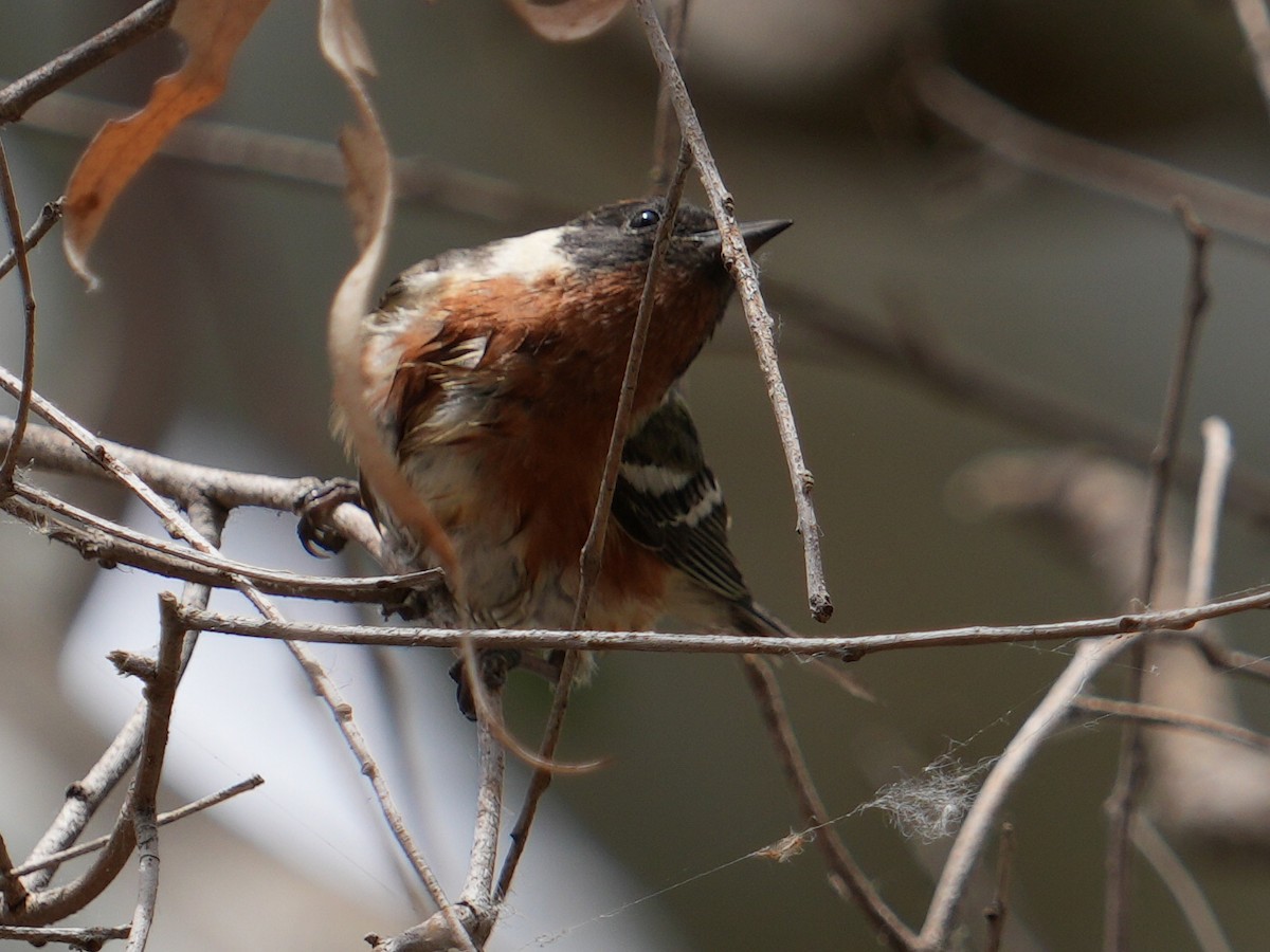 Bay-breasted Warbler - ML620252052