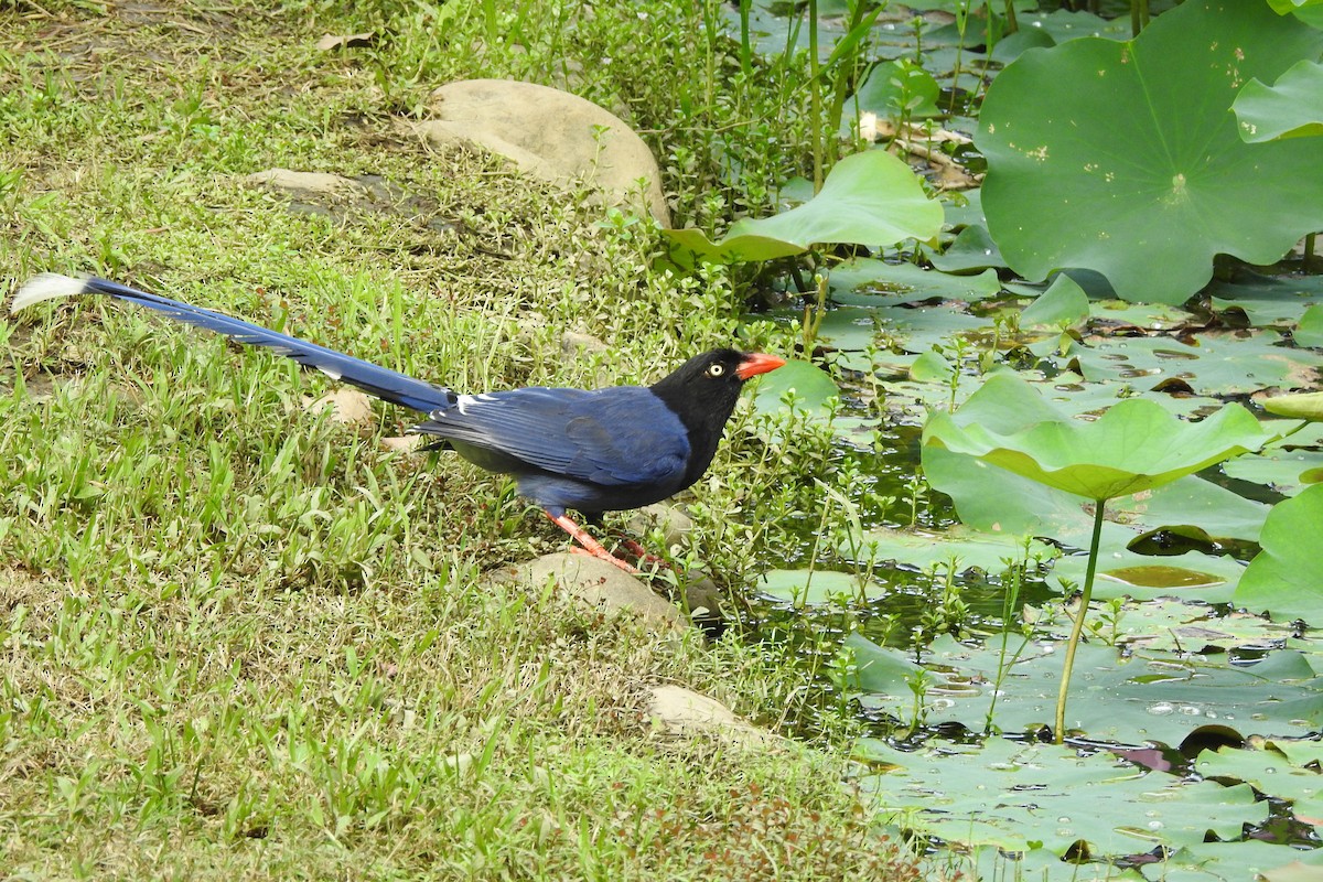 Taiwan Blue-Magpie - ML620252054