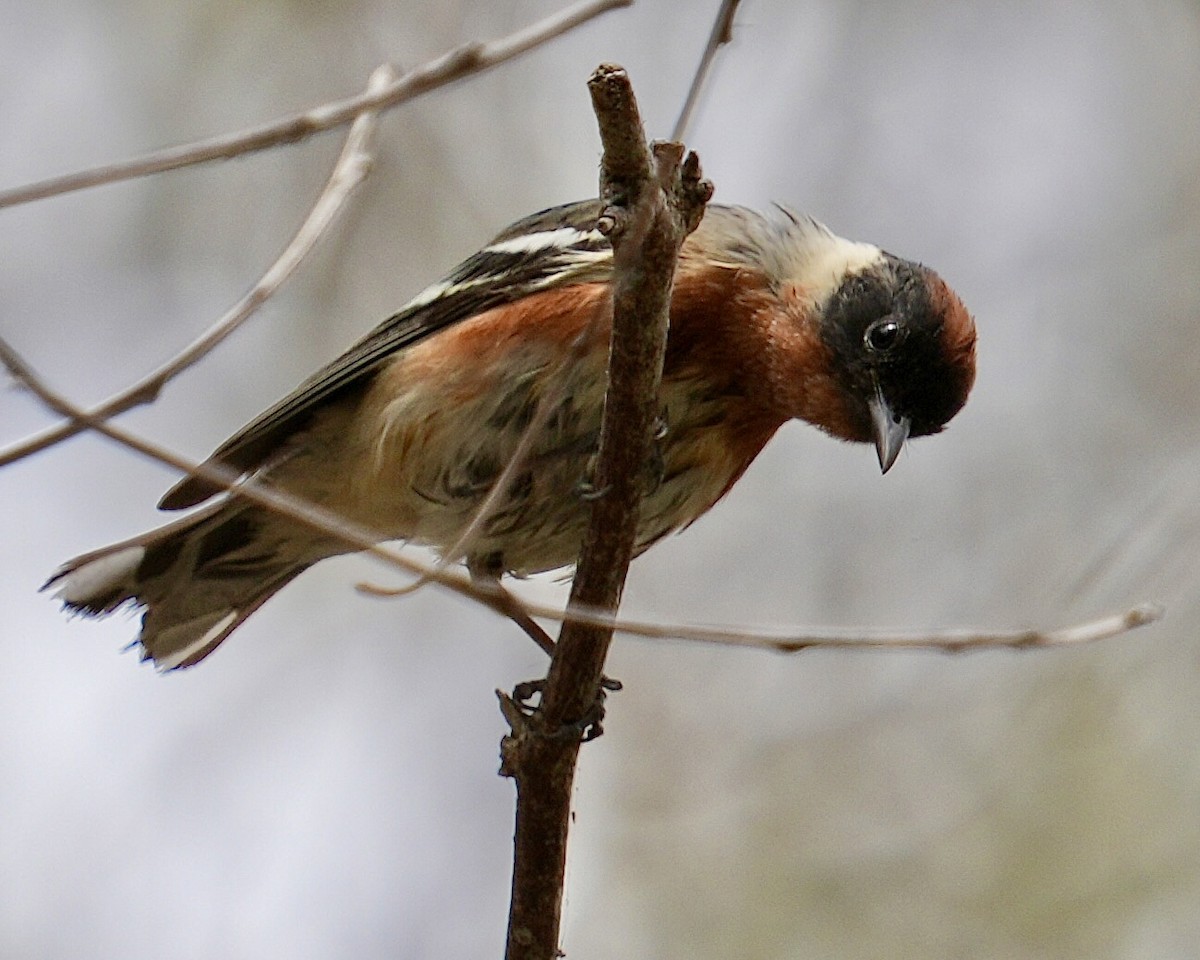 Braunkehl-Waldsänger - ML620252063