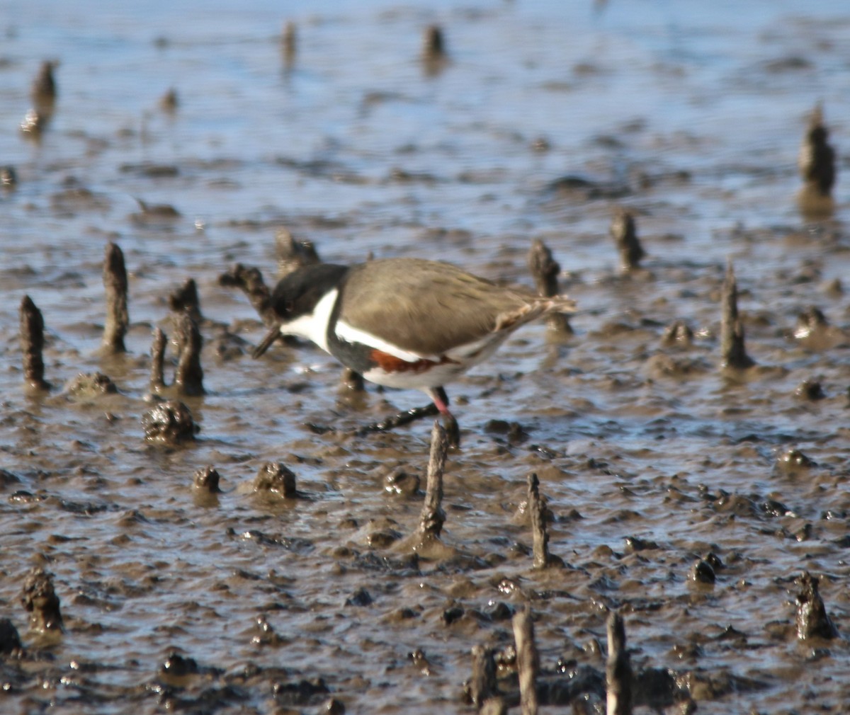 Red-kneed Dotterel - ML620252067