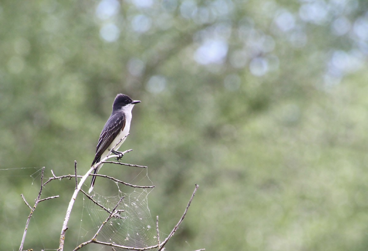 Eastern Kingbird - ML620252069