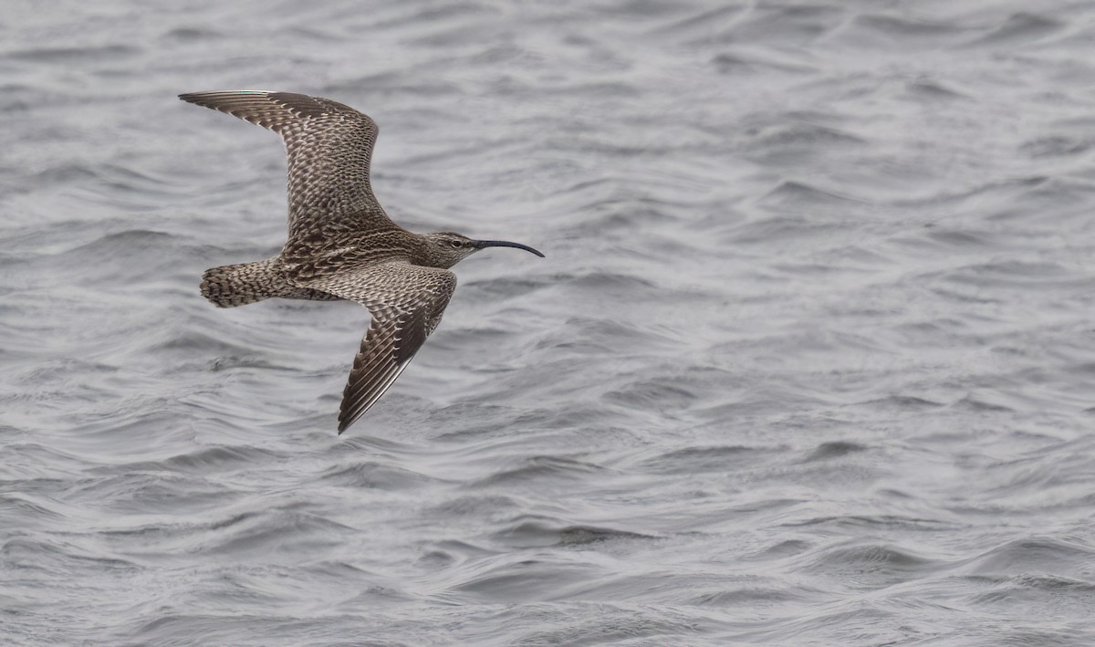 チュウシャクシギ（variegatus） - ML620252072