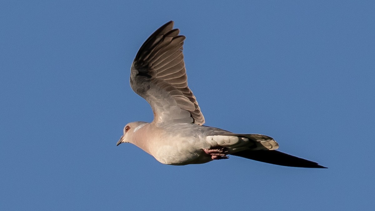 European Turtle-Dove - ML620252073