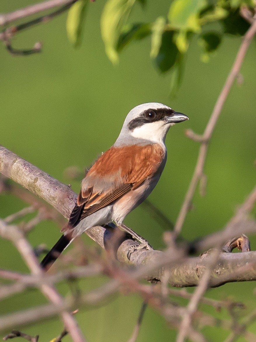 Red-backed Shrike - ML620252083