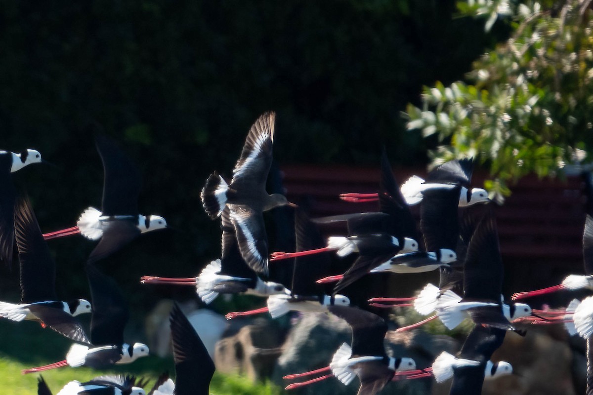 Black-tailed Godwit - ML620252086