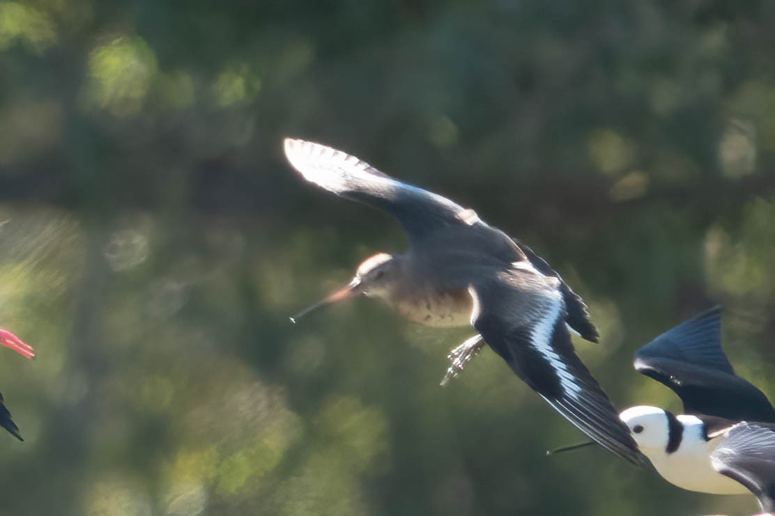Black-tailed Godwit - ML620252087
