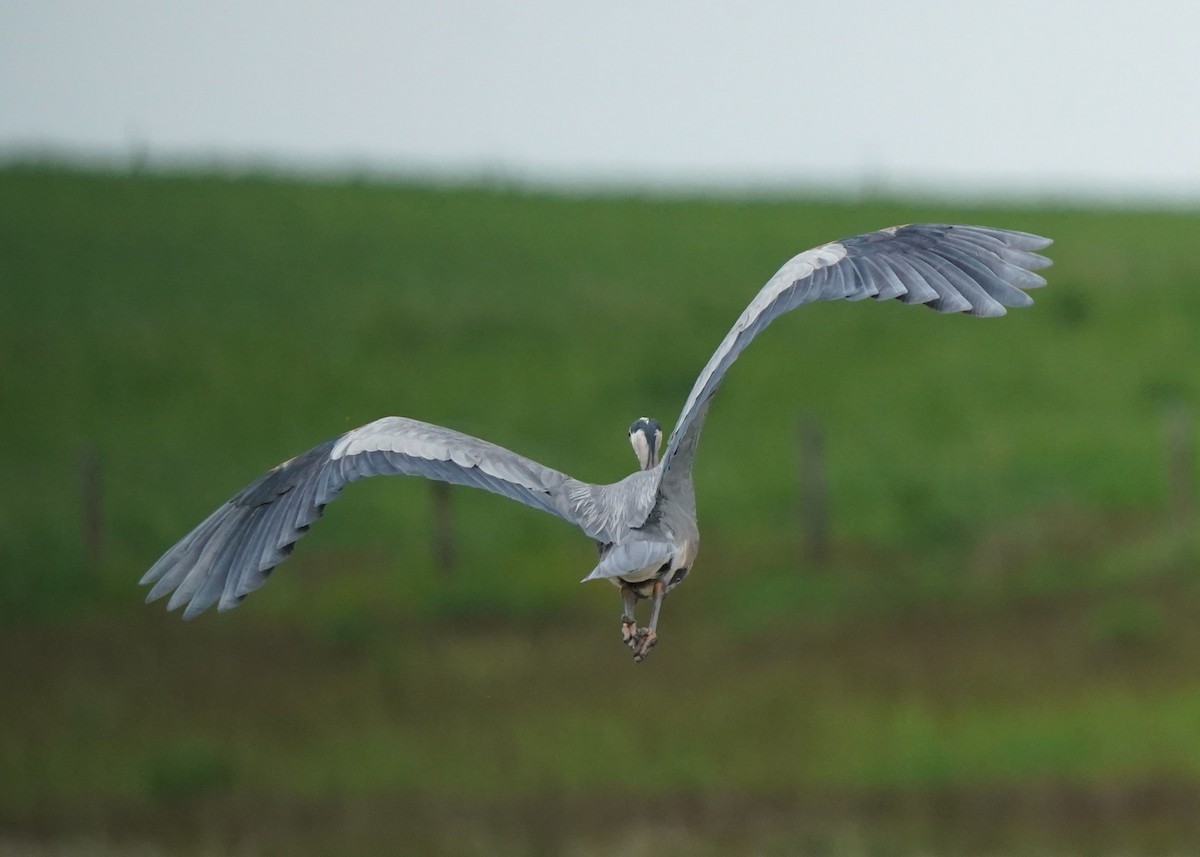 Great Blue Heron - ML620252097