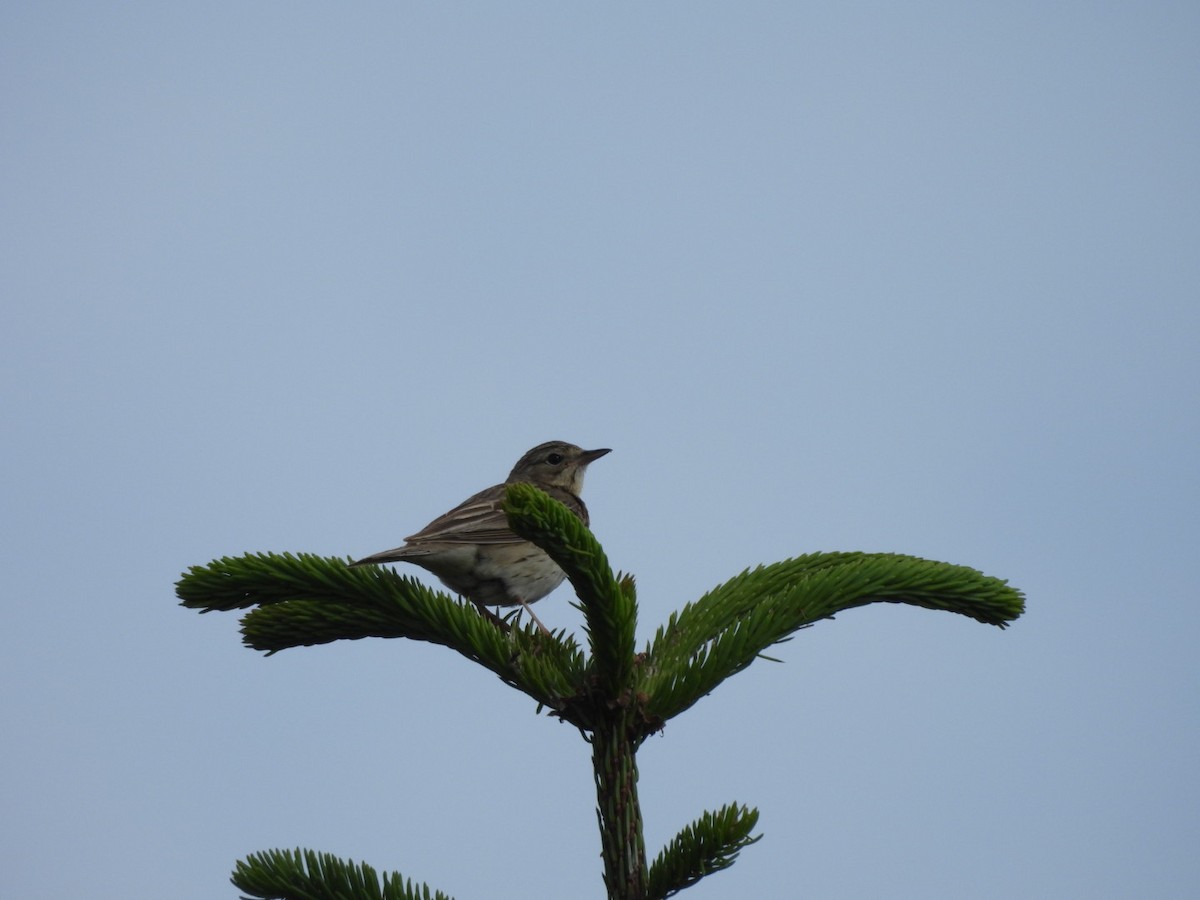 Tree Pipit - ML620252112