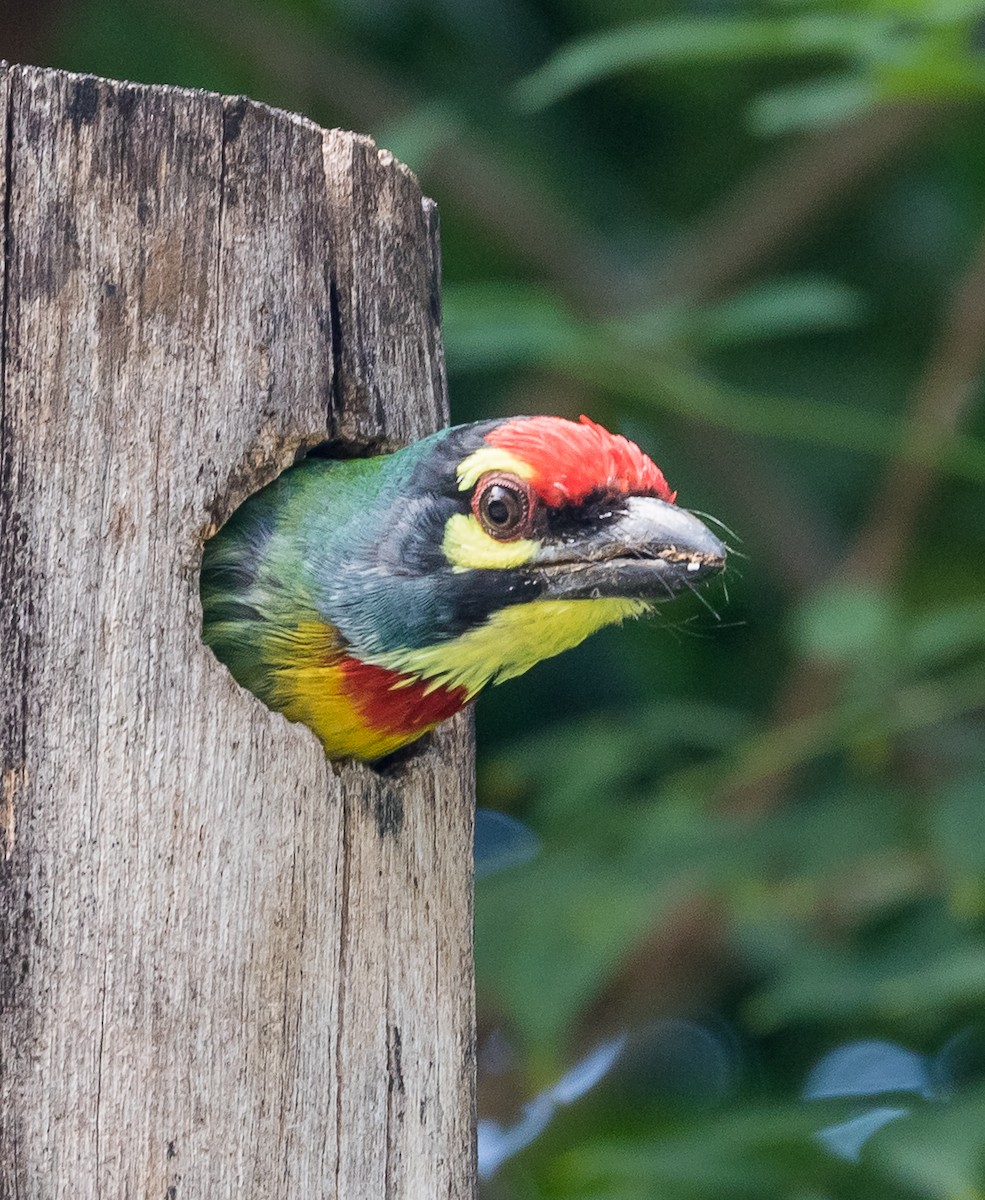 Coppersmith Barbet - ML620252113