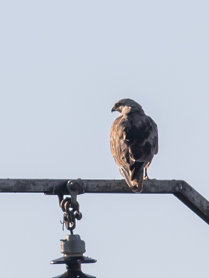 Common Buzzard - ML620252114