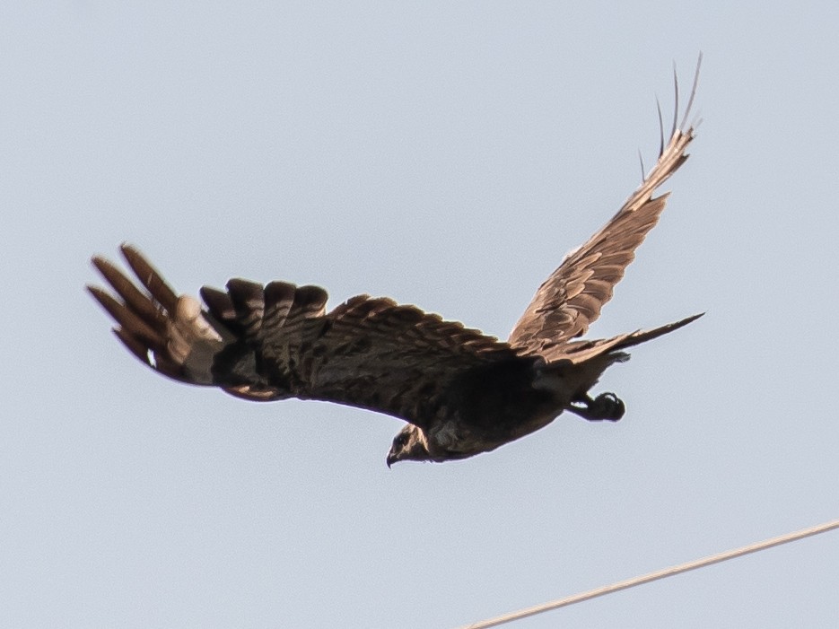 Common Buzzard - ML620252115