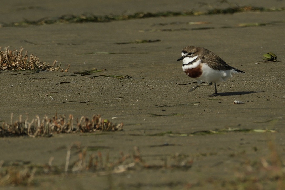Double-banded Plover - ML620252120