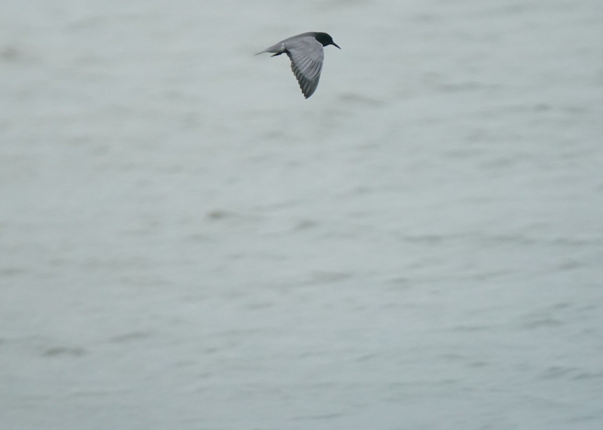 Black Tern - ML620252123