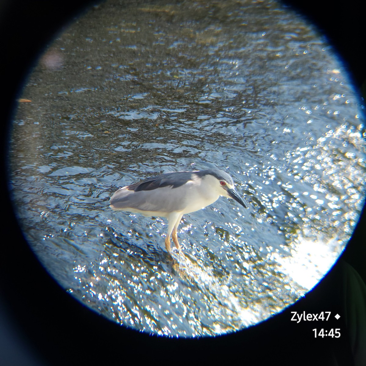 Black-crowned Night Heron (Eurasian) - ML620252127