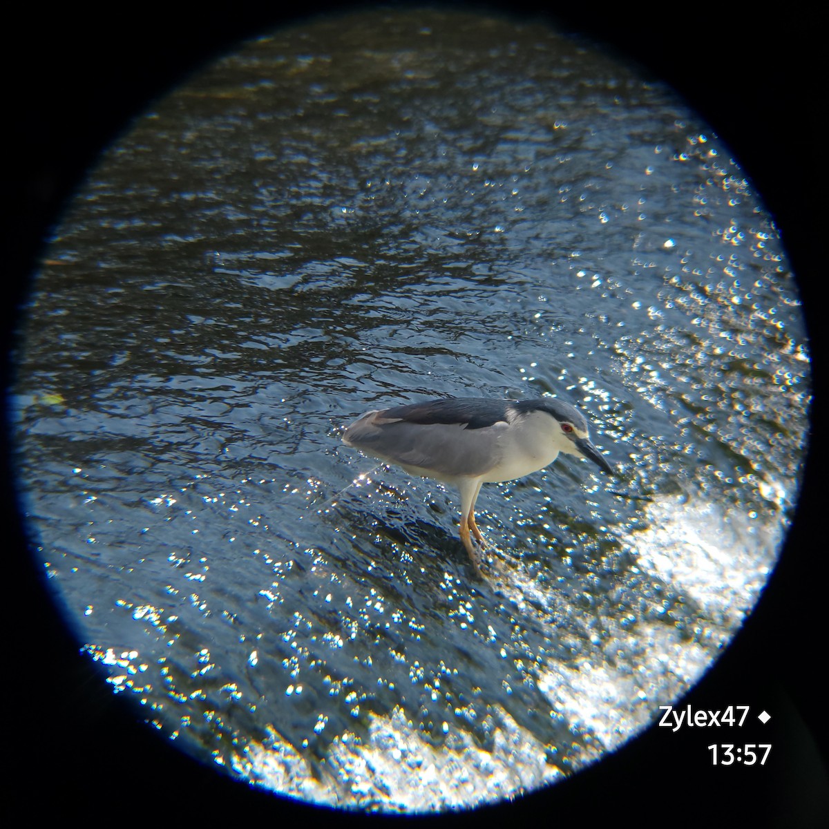 Black-crowned Night Heron (Eurasian) - ML620252132