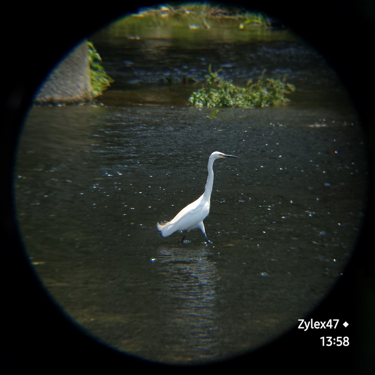 Little Egret (Western) - ML620252136