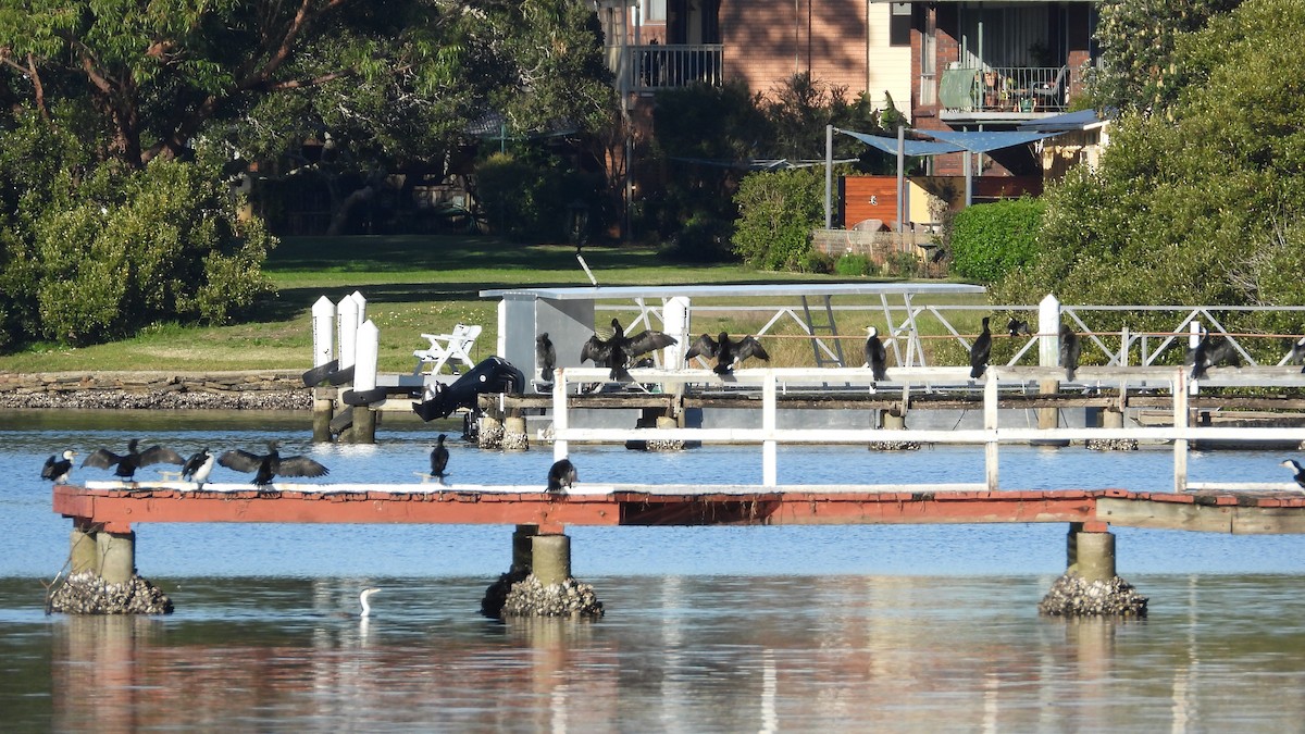 Little Pied Cormorant - ML620252137