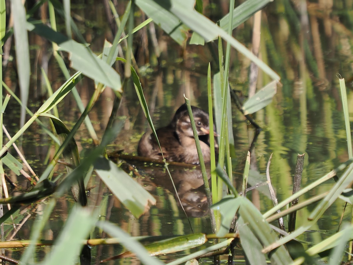 Little Grebe - ML620252142