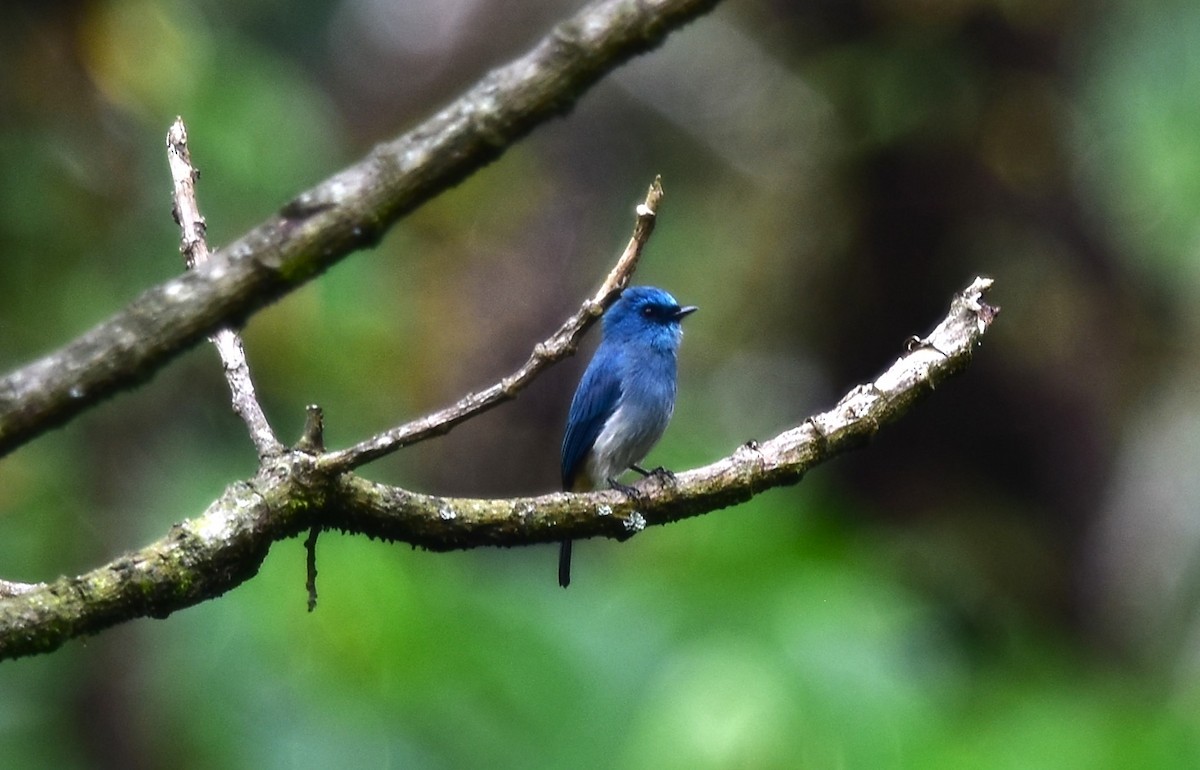 Indigo Flycatcher - Yuwaree Kamolsawat