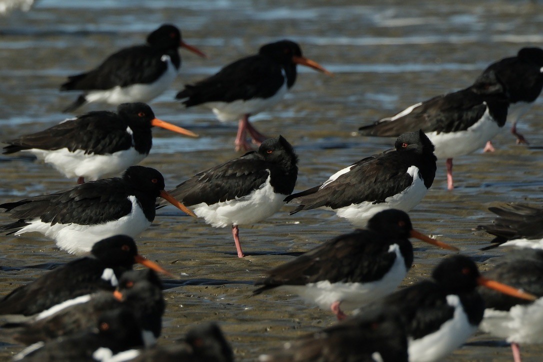 South Island Oystercatcher - Chris Cooke