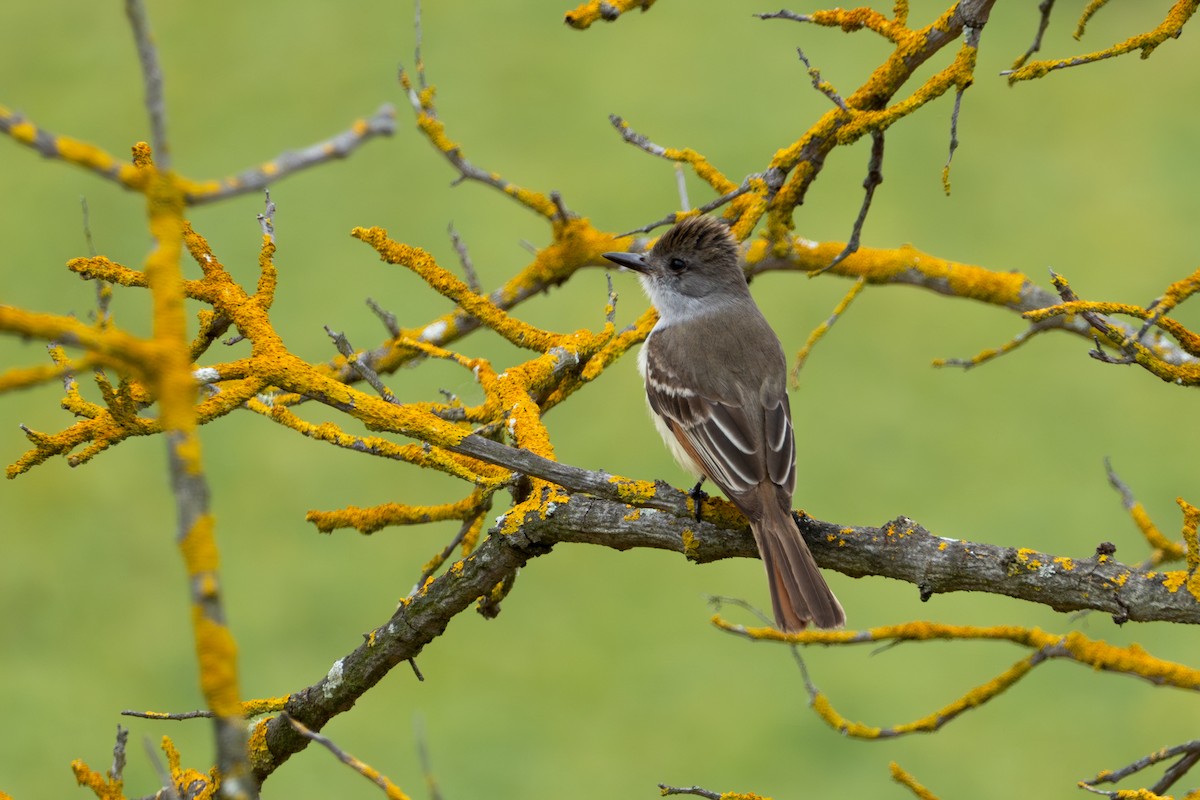 Ash-throated Flycatcher - ML620252160