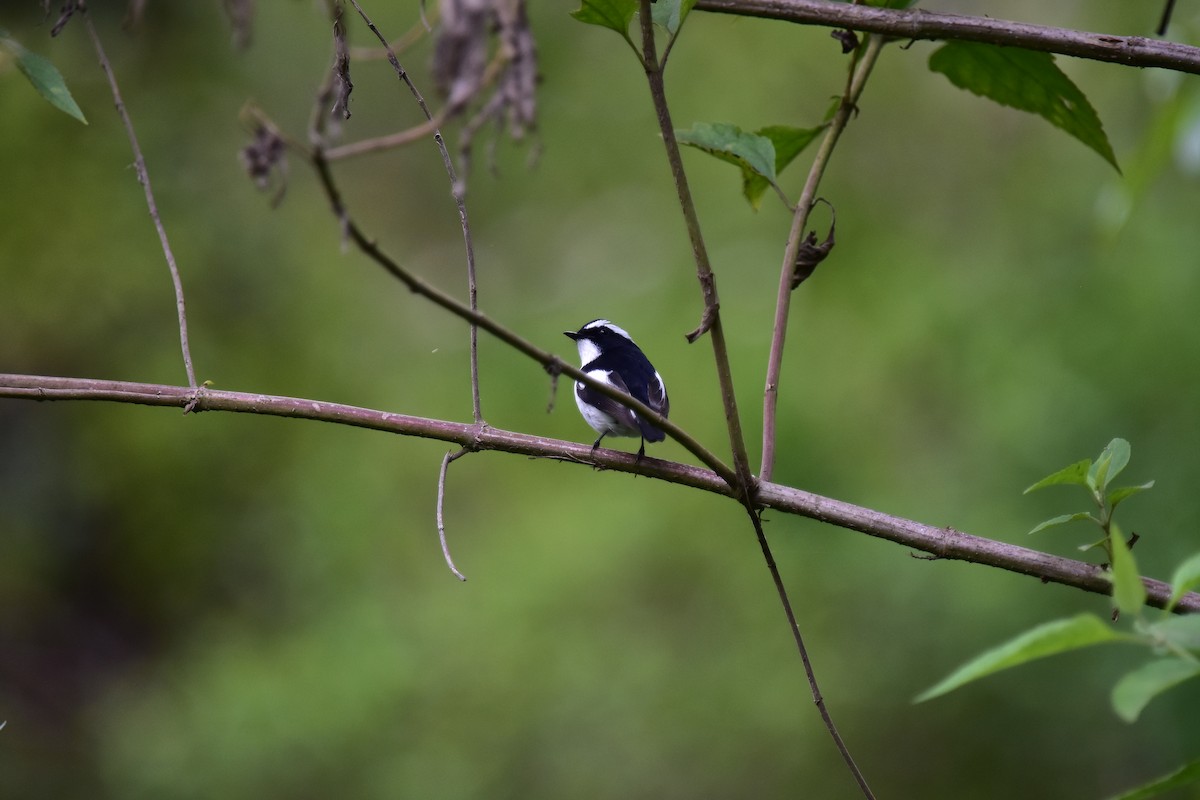 Little Pied Flycatcher - ML620252171