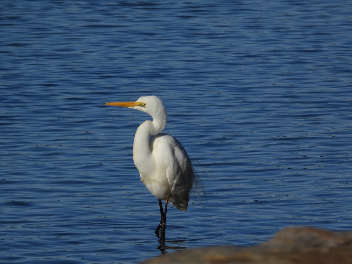 Plumed Egret - ML620252195