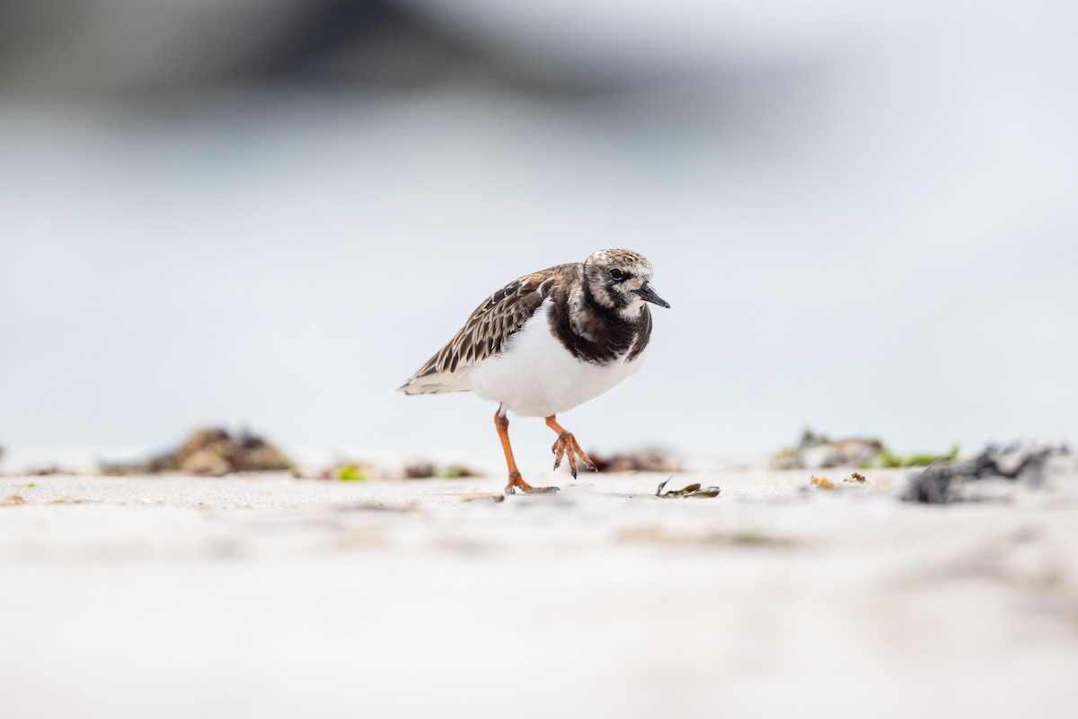 Ruddy Turnstone - ML620252212