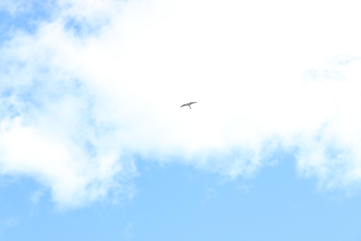 Nankeen Kestrel - ML620252219